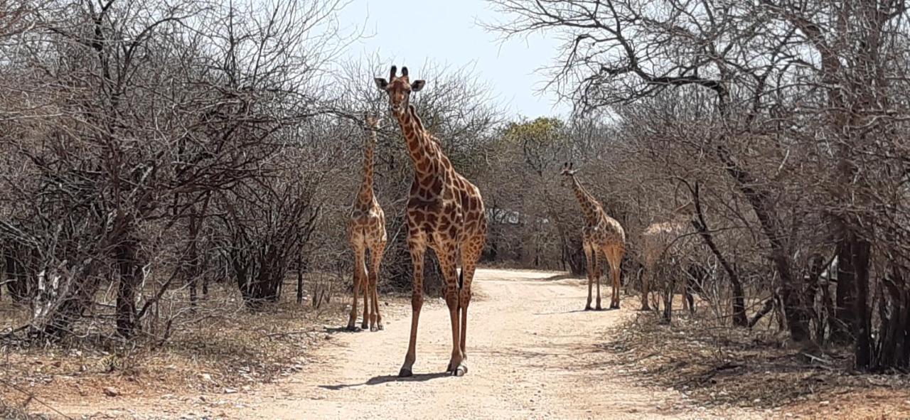Kruger Riverside Lodge - No Load-Shedding Marloth Park Exterior foto